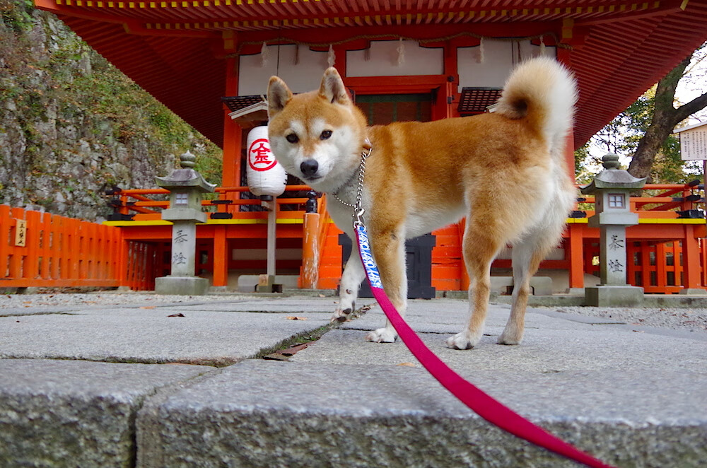 魔术对阵骑士,浓眉三双统治力,一己之力改写比赛定义