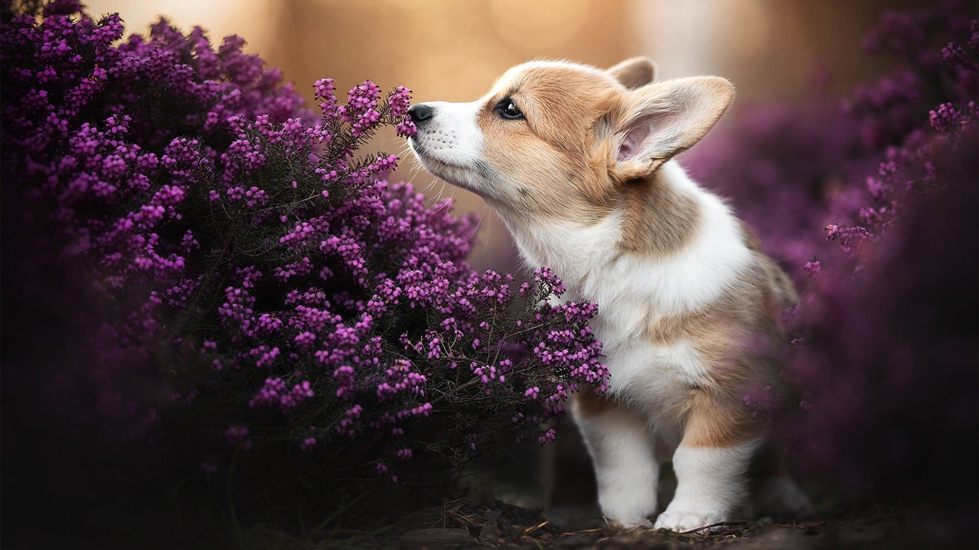 双塔连线定乾坤,戈贝尔摘帽万次封神—公牛客场斩落魔术